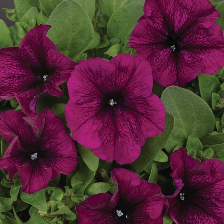 Petunia Grandiflora Pacta Parade "Burgundy" - во саксија Ø10